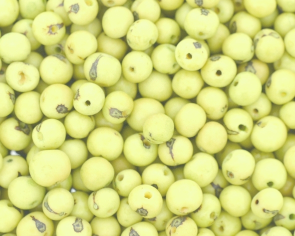 Açaí super premium - Verde bebê - 1000 sementes